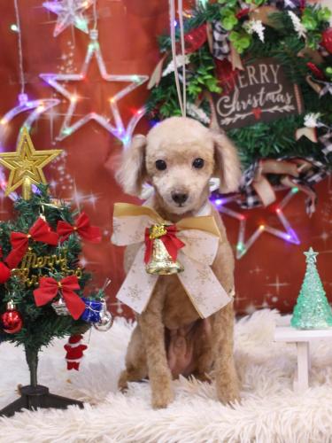 20231214バズくん